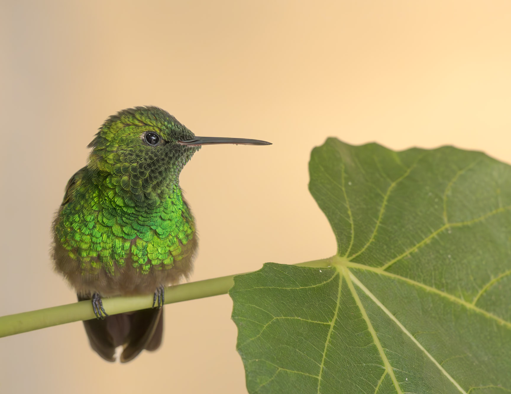Hummingbird