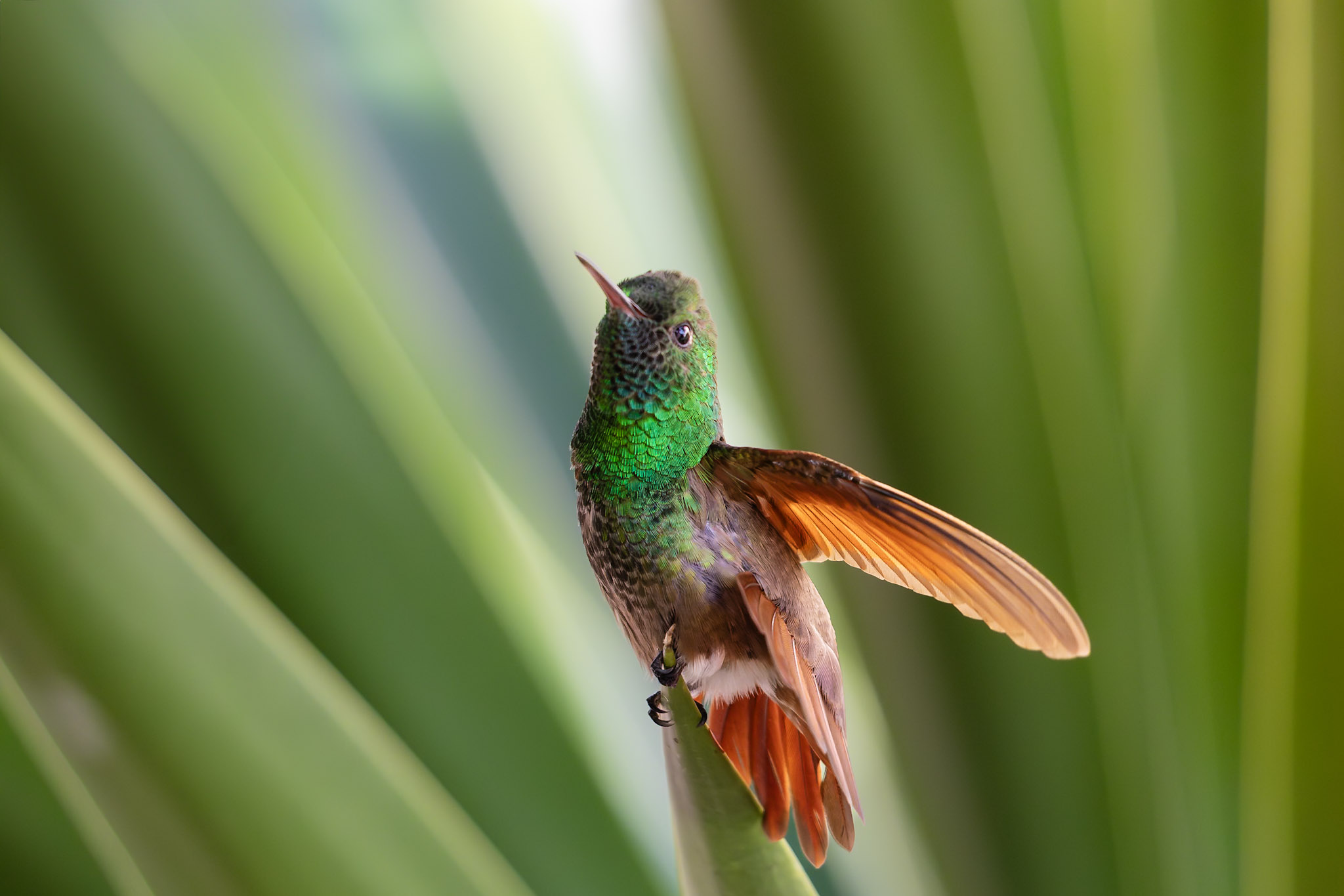 Hummingbird
