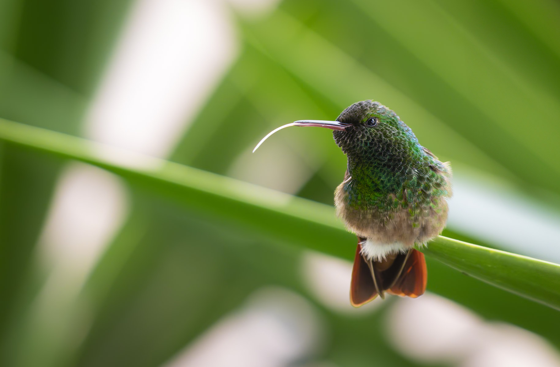 Hummingbird